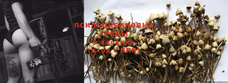 как найти закладки  Алдан  Галлюциногенные грибы Psilocybe 